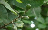 Bhallataka Vati – Potent Ayurvedic Remedy for Rejuvenation & Therapeutic Support