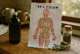 Lymphatic system