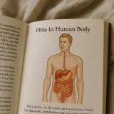 Pitta in Human Body: What It Really Means and Why Ayurveda Obsessively Cares About It