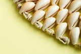 Kapardika Bhasma Uses – Ayurvedic Remedy for Enhancing Health and Vitality