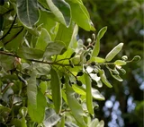 Bhallataka Uses – Ayurvedic Benefits for Health and Wellness