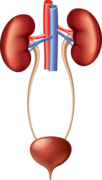 Urinary System Anatomy Isolated On White Vector Stock Illustration -  Download Image Now - Urinary System, Bladder, Diagram - iStock