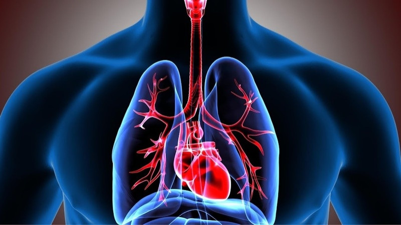 Respiratory System: Functions, Facts, Organs and Anatomy