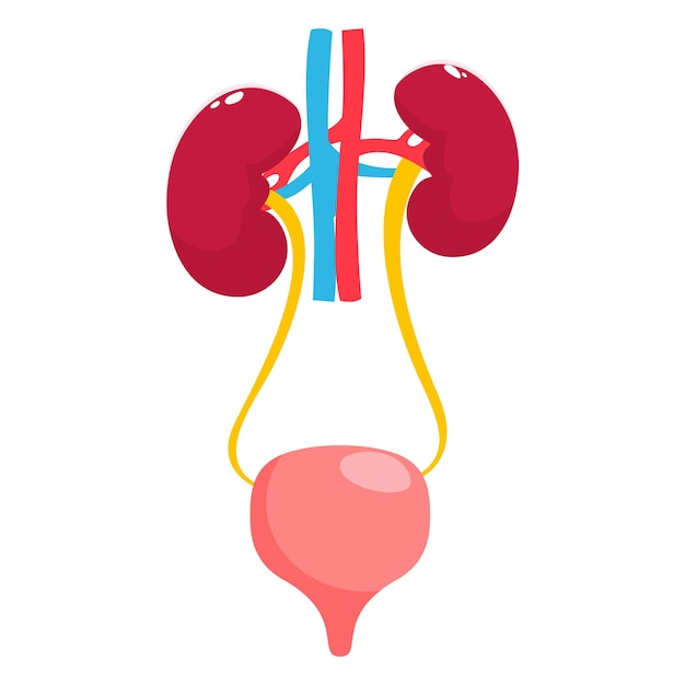 Premium Vector | Illustration of kidney and bladder anatomy diagram Urinary  system concept vector illustration