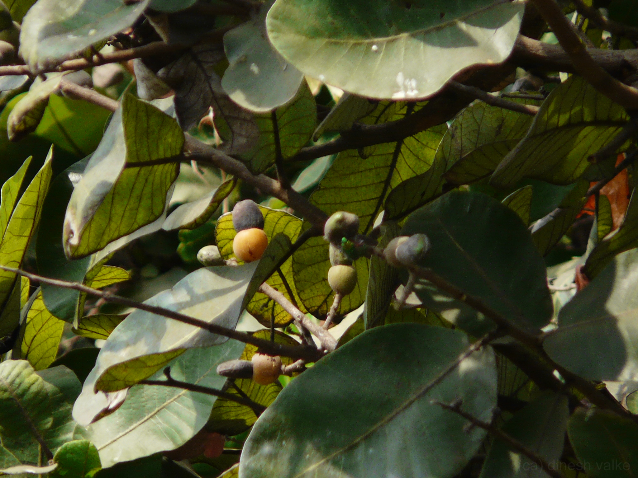 bhallataka  : Semecarpus anacardium Linn. f. 