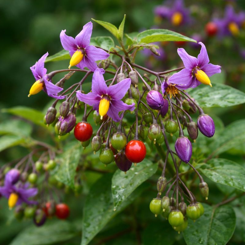 Solanum dulcamara in Ayurveda: Uses, Benefits & Botanical Profile